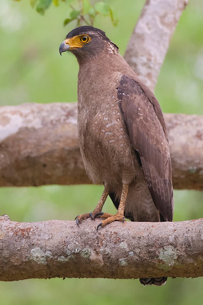 Crested Serpent Eagle