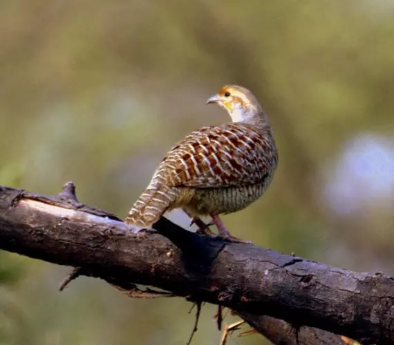 Grey Francolin