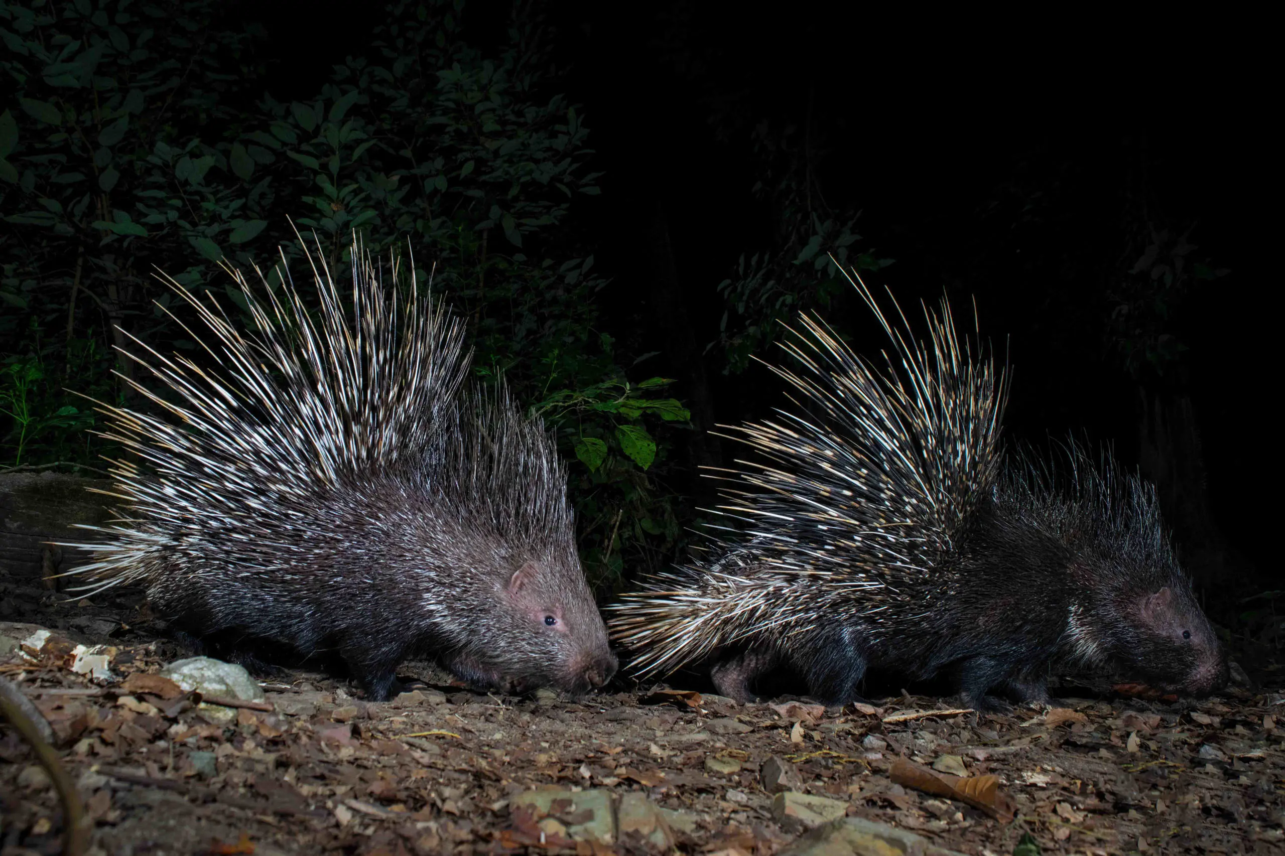 Crested Porcupine