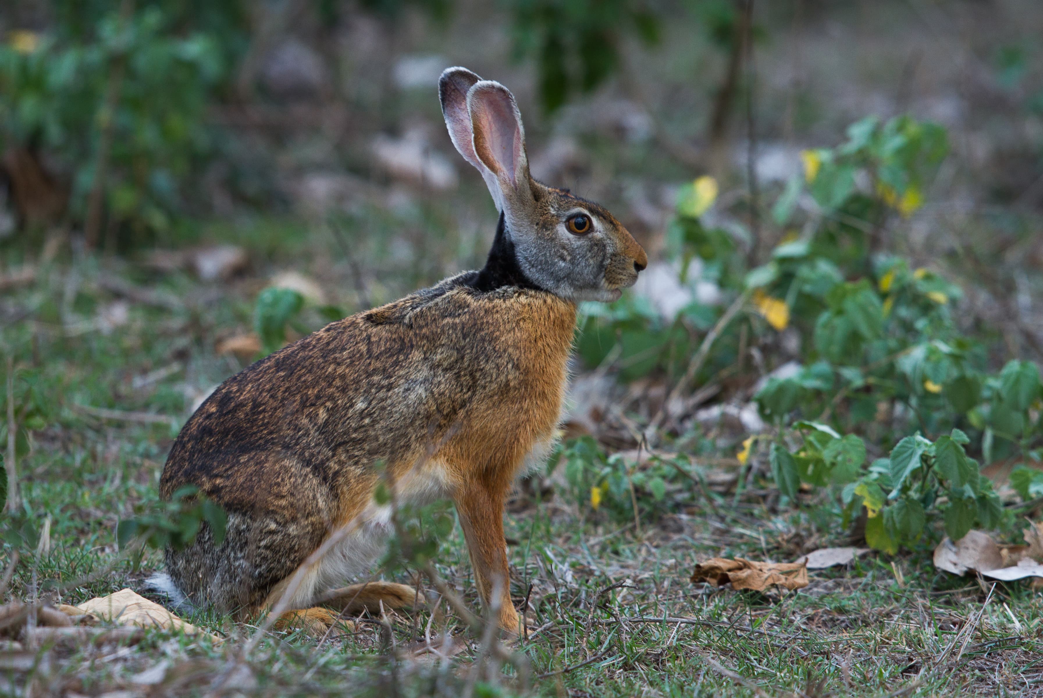 Indian Hare