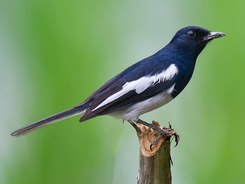 Oriental Magpie Robin