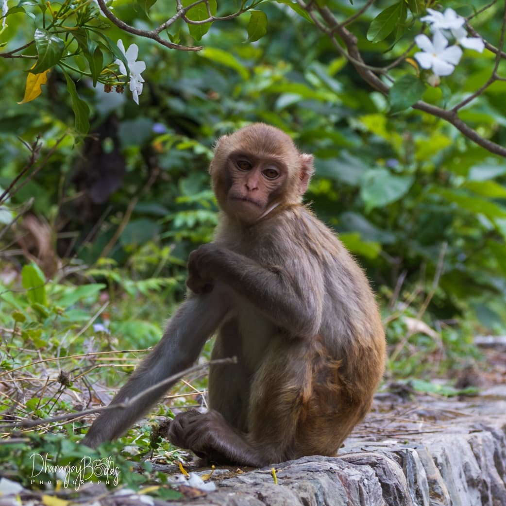 Rhesus Macaque