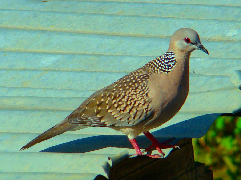 Spotted Dove