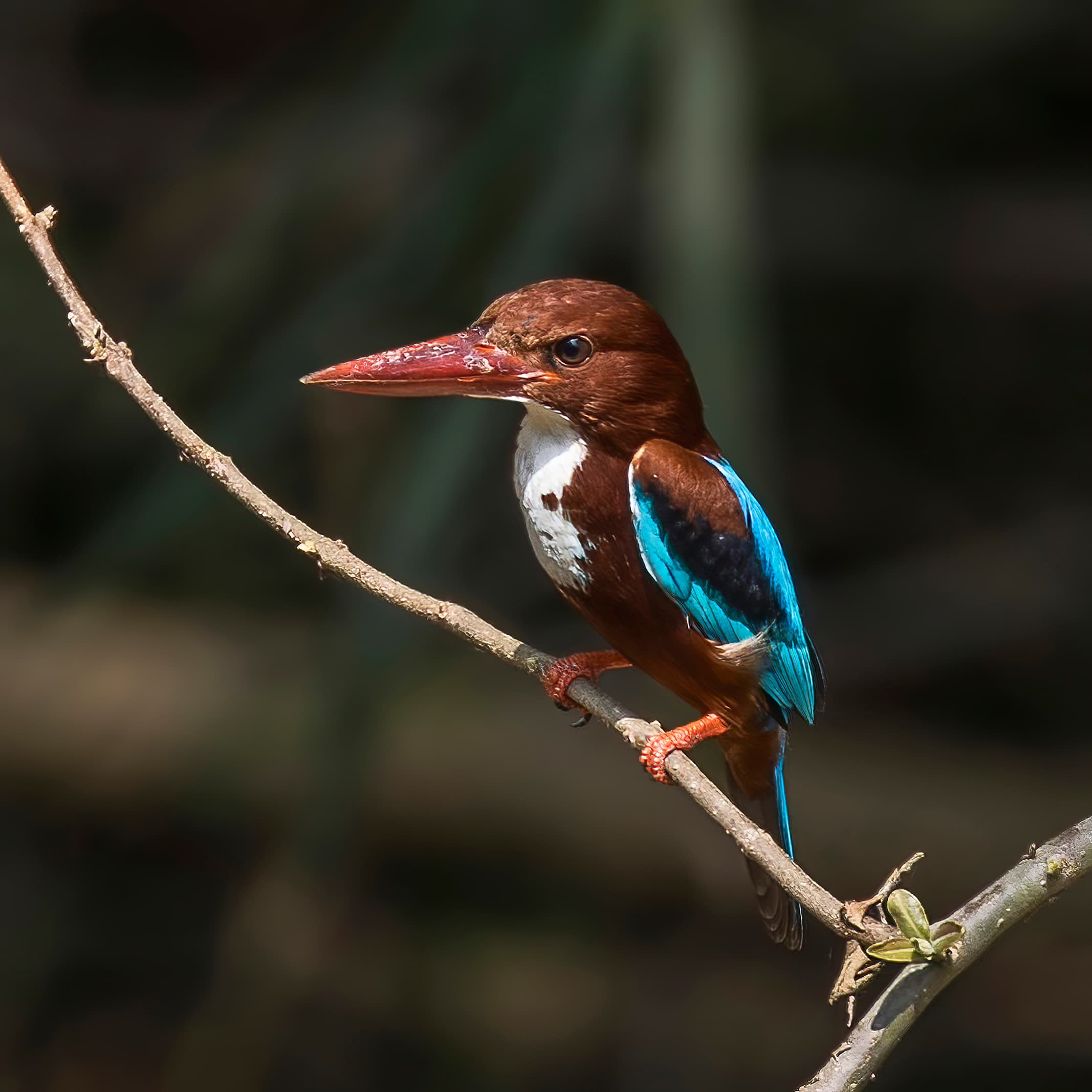 White-throated Kingfisher