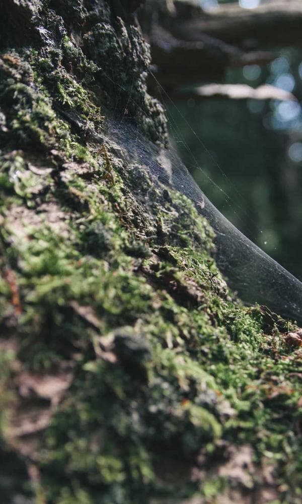 Bonfire & Acoustic Night